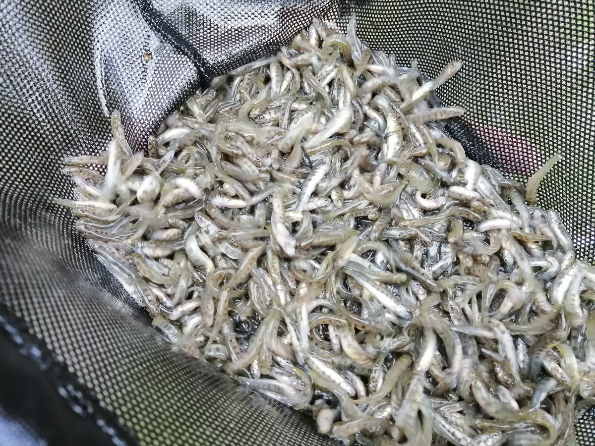 Pisztrángot telepítettek a kis horgászok